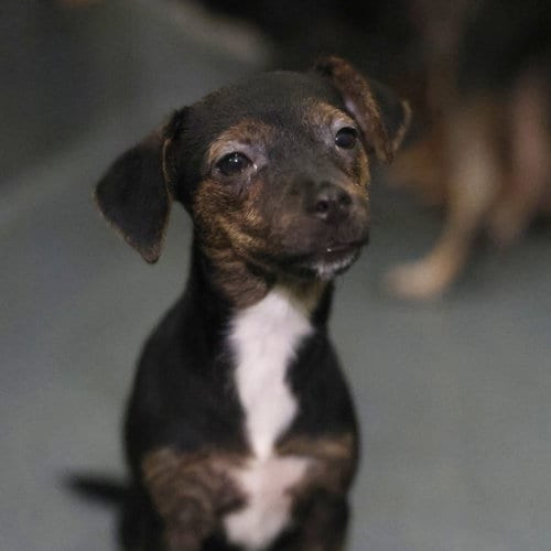 Photo of Patches, adoptable Chihuahua in San Antonio, Texas