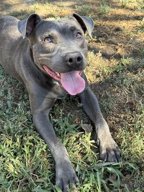 Photo of Kitkat, adoptable Pit Bull Terrier in Riverside, California