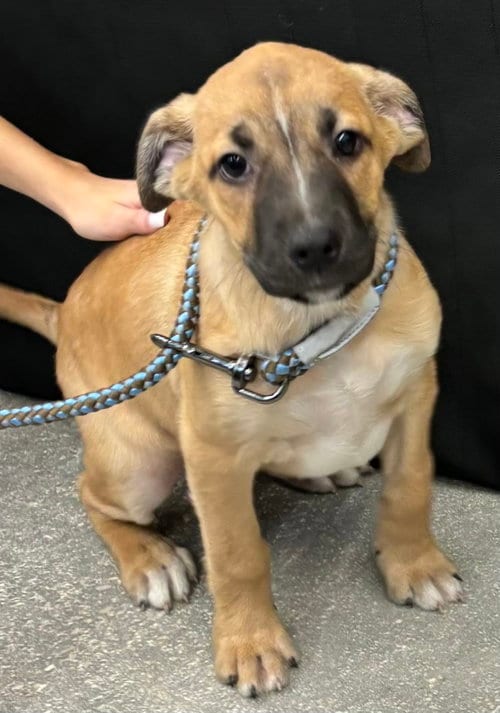 Photo of Flannigan, adoptable Terrier in Royal Palm Beach, Florida