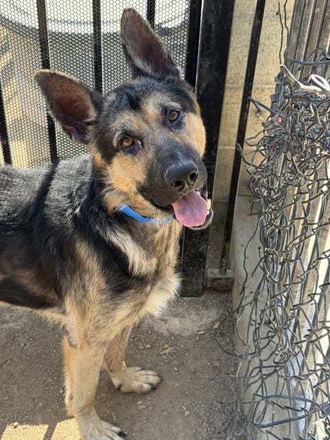 Photo of Paddington, adoptable German Shepherd Dog in Riverside, California