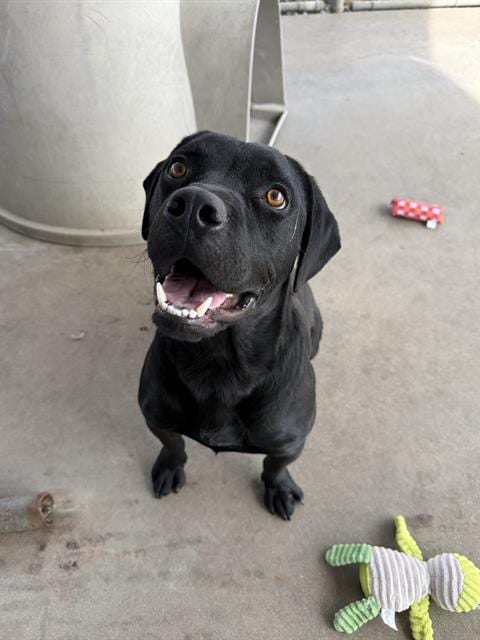 Photo of Onyx, adoptable Labrador Retriever in Chula Vista, California