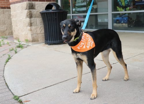 Photo of Alanis, adoptable German Shepherd Dog in Pflugerville, Texas