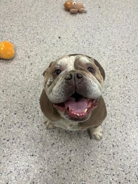 Photo of Tuff Stuff, adoptable English Bulldog in Brighton, Colorado