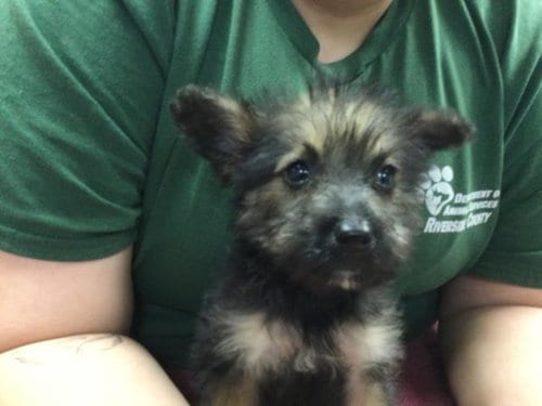 Photo of A1937079, adoptable Terrier in Riverside, California
