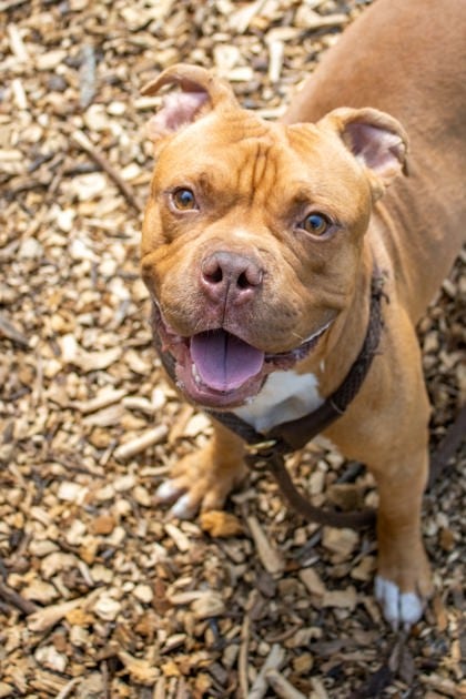 Photo of Cinnabon, adoptable dog in Chamblee, Georgia