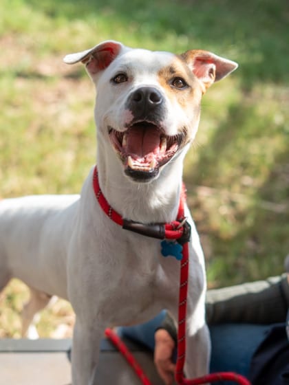 Photo of Zircon, adoptable dog in Chamblee, Georgia
