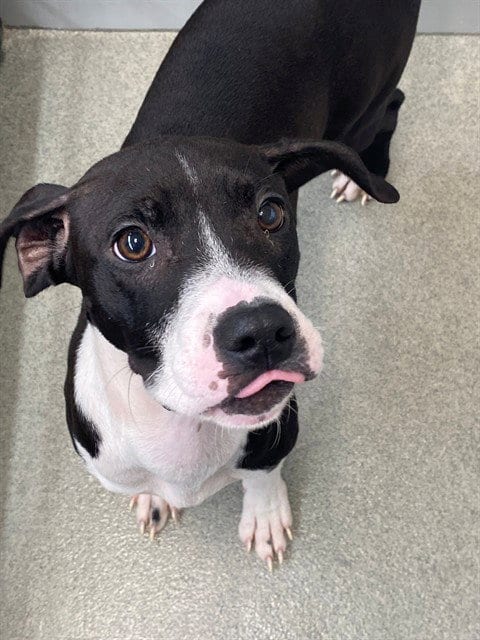 Photo of Lily May, adoptable Pit Bull Terrier in Fayetteville, North Carolina