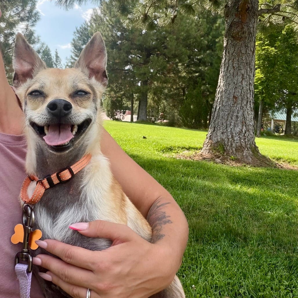 Photo of Chip **Adoption Special, adoptable Chihuahua / Mixed Breed (Small) in Bend, Oregon