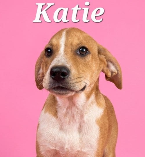 Photo of Katie, adoptable Labrador Retriever in Rutherfordton, North Carolina