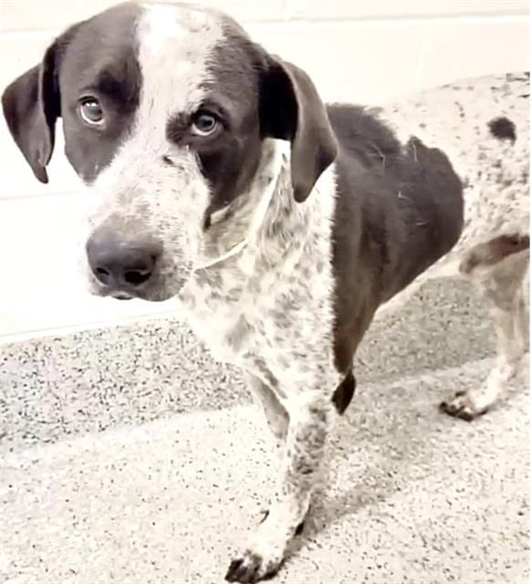 Photo of Watson, adoptable German Shorthaired Pointer in Houston, Texas