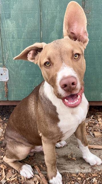 Photo of Roo, adoptable Pit Bull Terrier in Santa Cruz, California