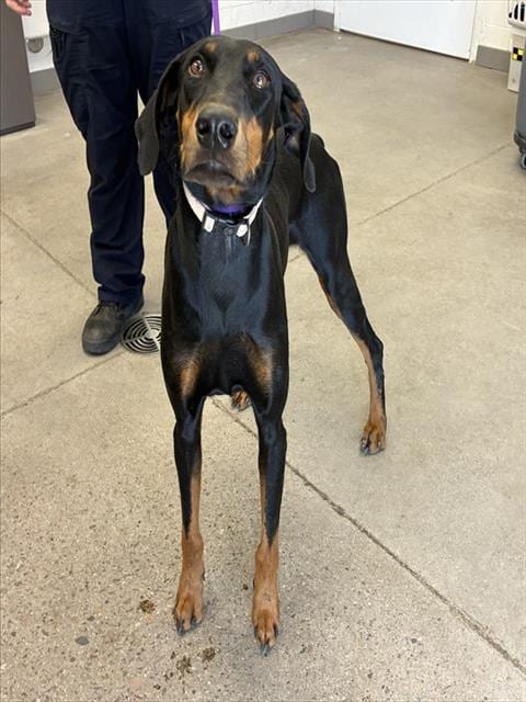 Photo of Evelynn, adoptable Doberman Pinscher in Mesa, Arizona