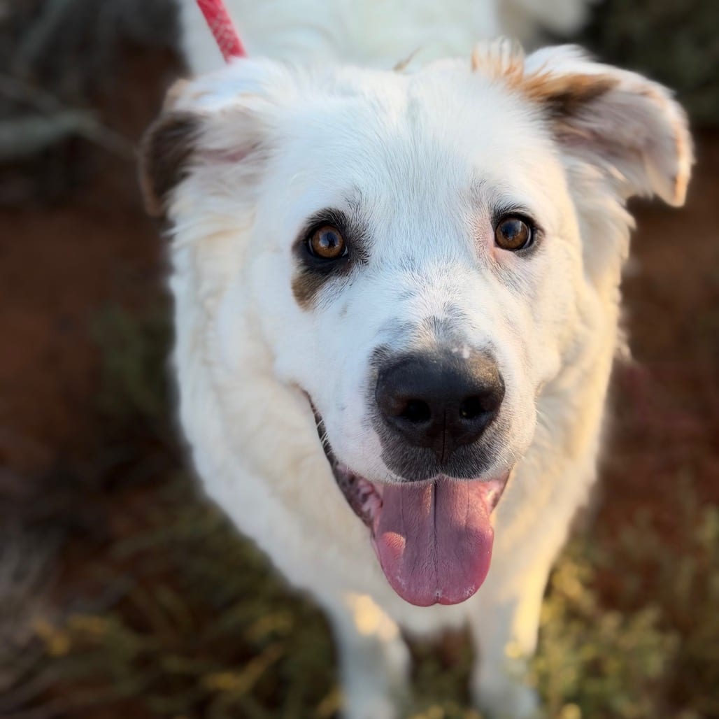 Photo of Chester, adoptable Saint Bernard / Mix in Kanab, Utah