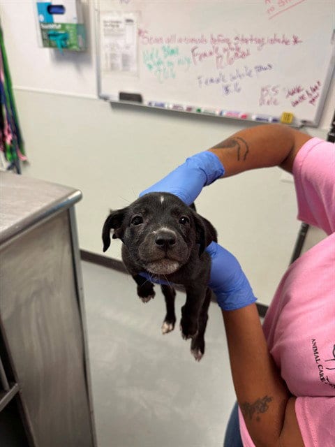 Photo of A171475, adoptable Chihuahua in Bakersfield, California