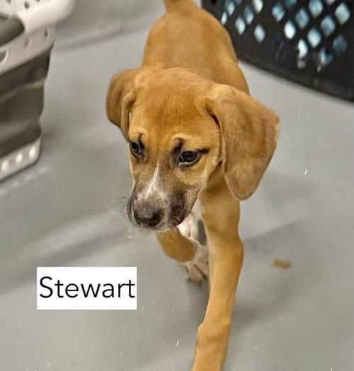 Photo of Stewart, adoptable Hound in Gilberts, Illinois