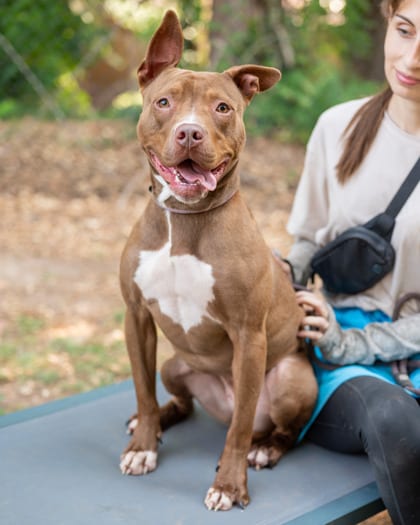 Photo of Driven, adoptable dog in Chamblee, Georgia