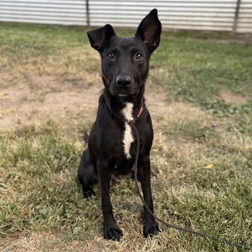 Photo of Ruthie, adoptable Border Collie in Modesto, California