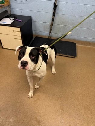 Photo of Darnskippy, adoptable dog in Chamblee, Georgia