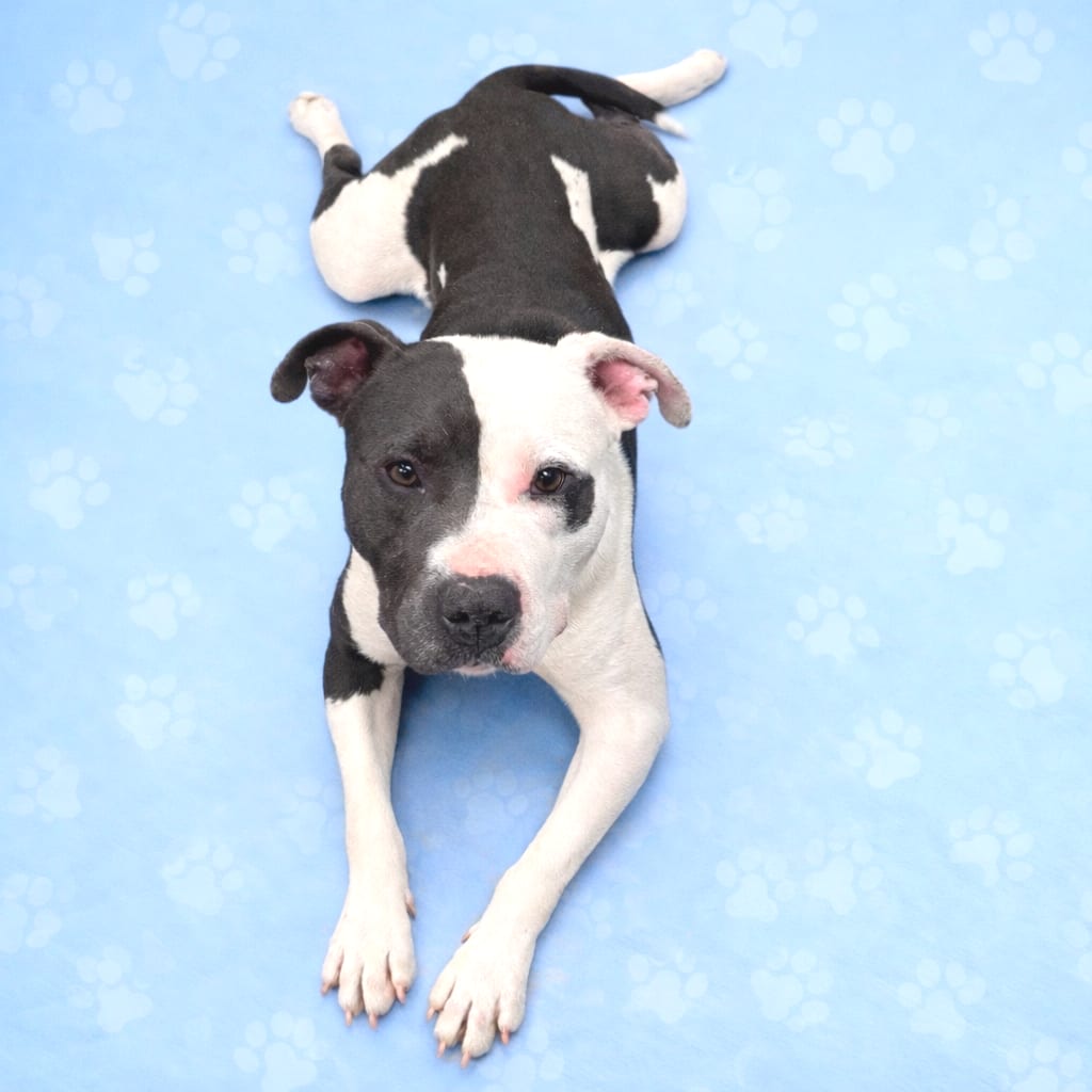 Photo of Lego, adoptable Mixed Breed (Medium)