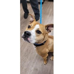 Photo of Truffles, adoptable Mixed Breed (Medium) in New Castle, Delaware