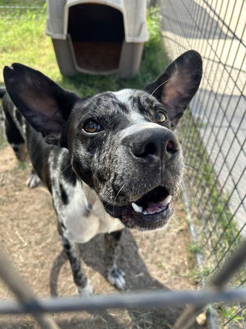 Photo of Leonardo, adoptable Catahoula Leopard Dog in Waco, Texas