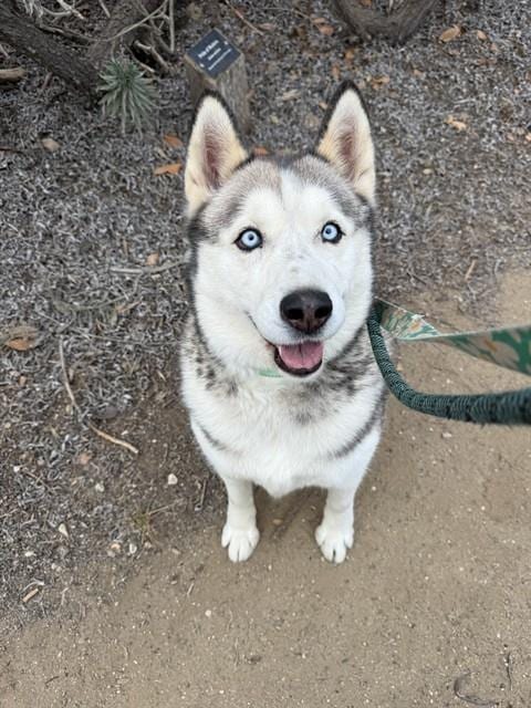 Photo of Jackie, adoptable Siberian Husky in Lompoc, California