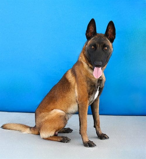 Photo of He-Man, adoptable Belgian Shepherd Malinois in Baldwin Park, California