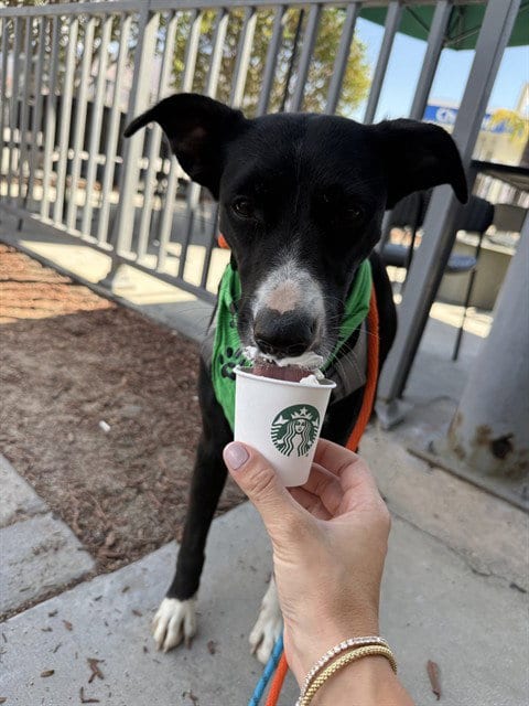 Photo of Milly, adoptable Pit Bull Terrier in San Bernardino, California