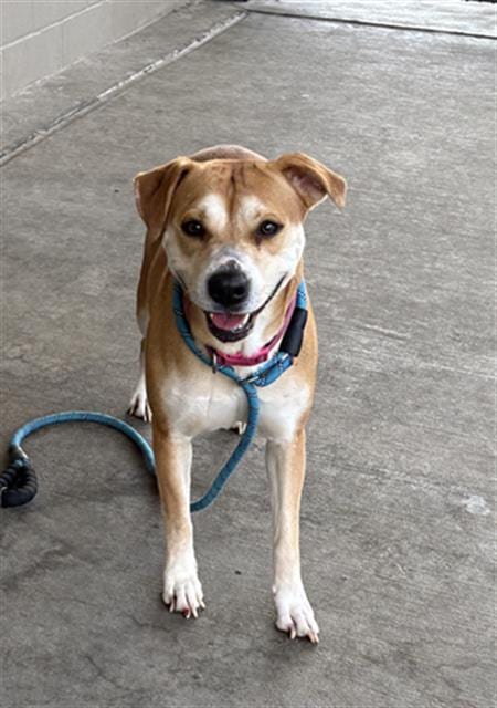 Photo of Josie, adoptable Pit Bull Terrier in Baytown, Texas