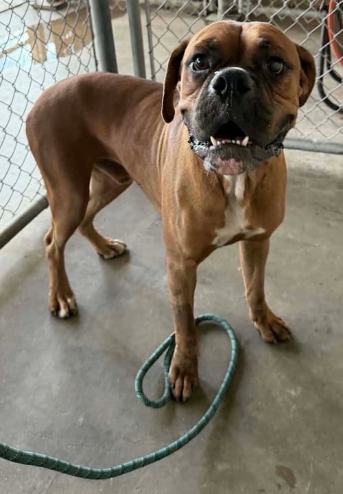 Photo of Tyson, adoptable Boxer in El Centro, California