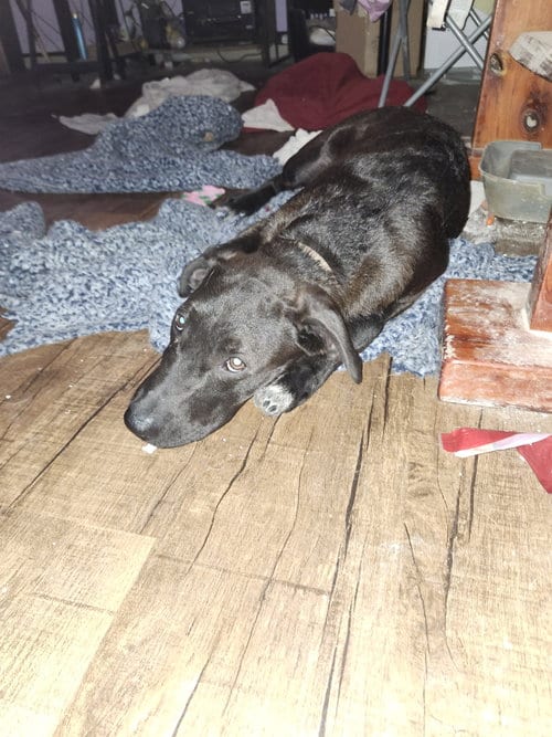 Photo of Morty, adoptable Labrador Retriever in Hartselle, Alabama