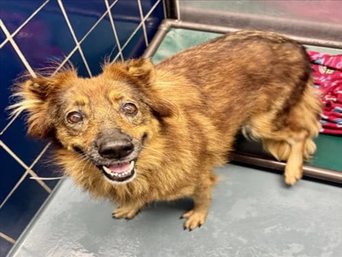 Photo of Shayla, adoptable German Shepherd Dog in Houston, Texas