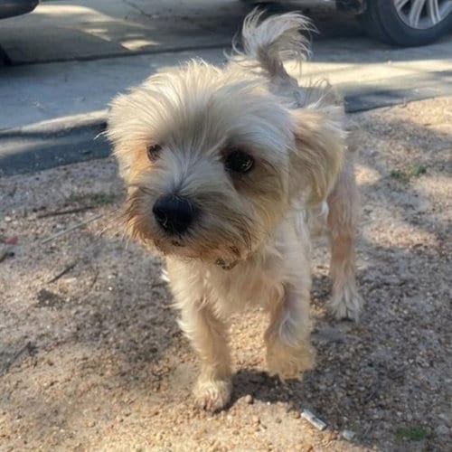 Photo of Jumex, adoptable Maltese in San Antonio, Texas