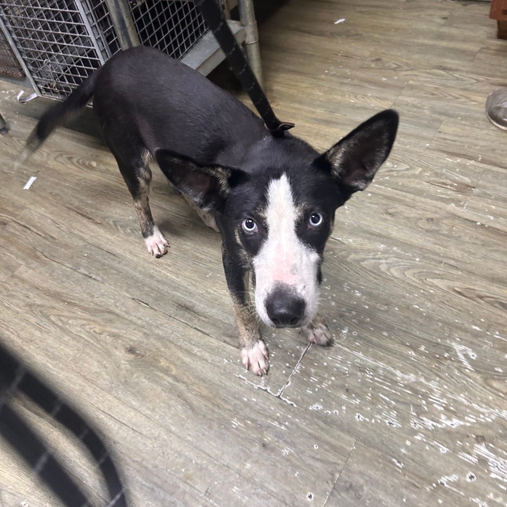 Photo of Mercury, adoptable Mixed Breed (Medium) in Summerville, South Carolina