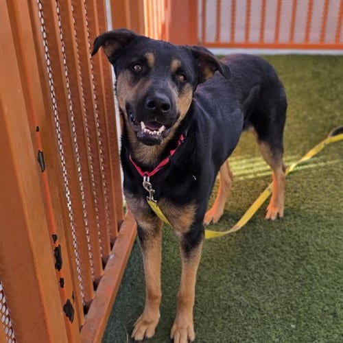 Photo of Brock, adoptable Rottweiler in Las Vegas, Nevada