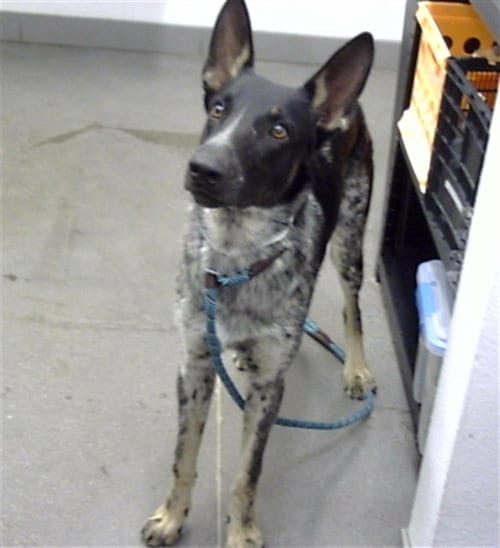 Photo of Louie, adoptable German Shepherd Dog in Mesa, Arizona