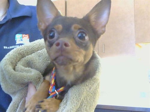 Photo of A929995, adoptable Chihuahua in Sacramento, California