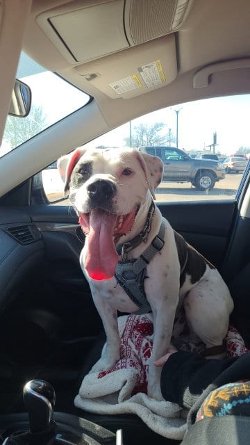 Photo of Dexxter, adoptable American Bulldog in Topeka, Kansas