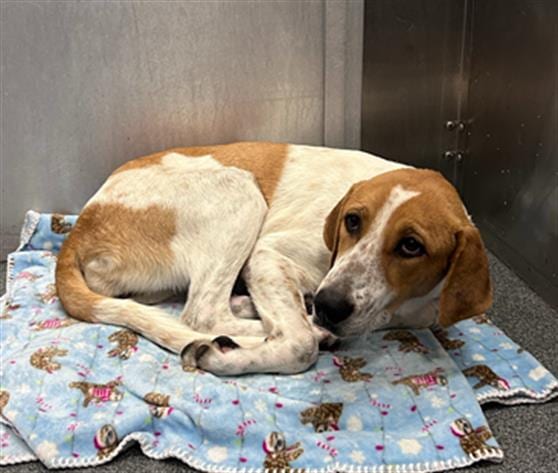 Photo of Oak, adoptable Mixed Breed