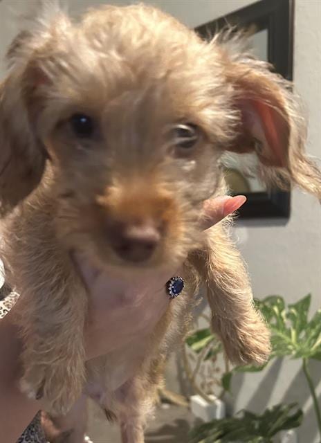 Photo of Albie, adoptable Dachshund in Fort Myers, Florida