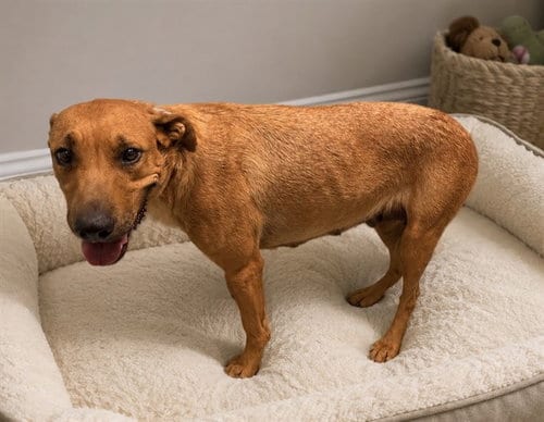 Photo of Oblina, adoptable Labrador Retriever in Lancaster, California