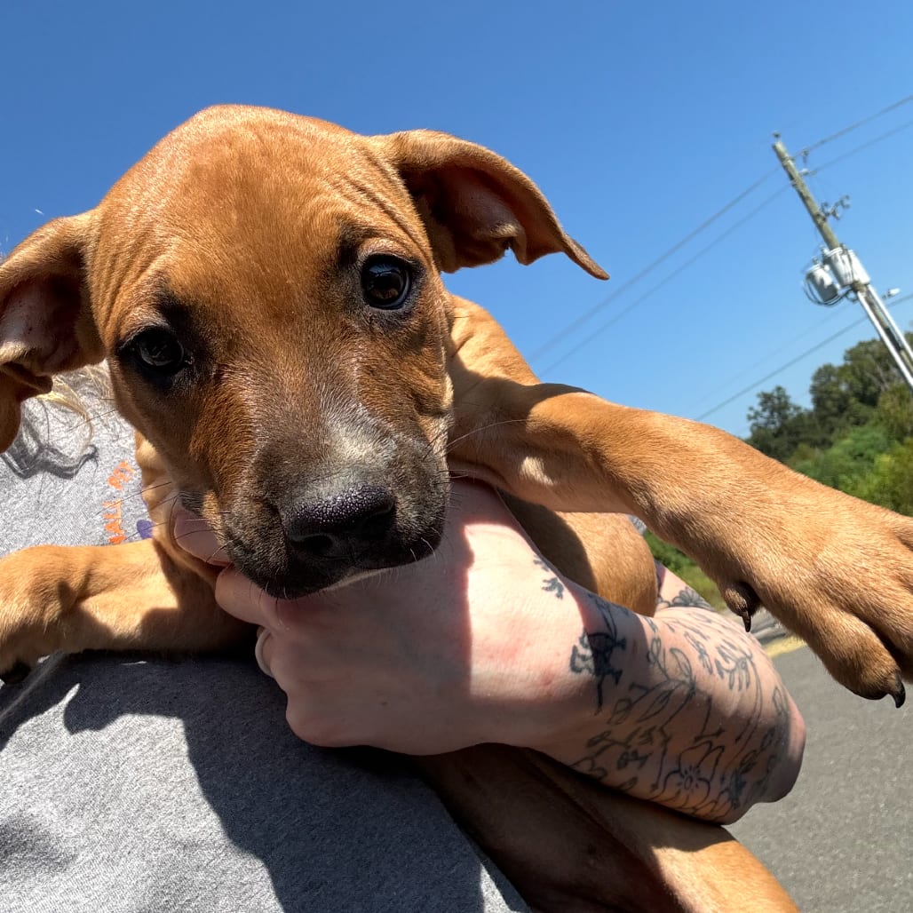 Photo of Coco, adoptable Terrier / Mix in Marshall, Texas