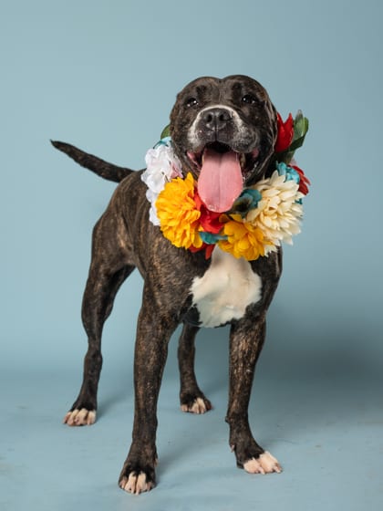 Photo of Mia, adoptable dog in Atlanta, Georgia
