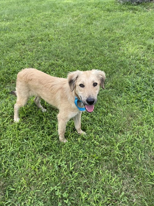 Photo of Omega Albania, adoptable Retriever in Rockaway, New Jersey