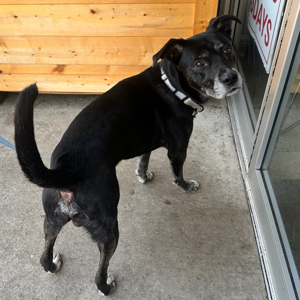 Photo of Butch K11, adoptable Mixed Breed (Large) in Union, Missouri