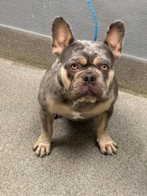 Photo of Hot Doggie, adoptable French Bulldog in Las Vegas, Nevada