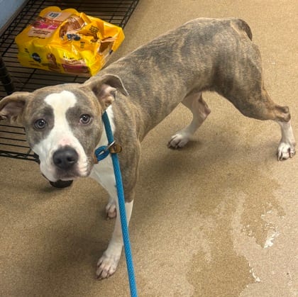 Photo of Cabbage Stew, adoptable dog in Chamblee, Georgia