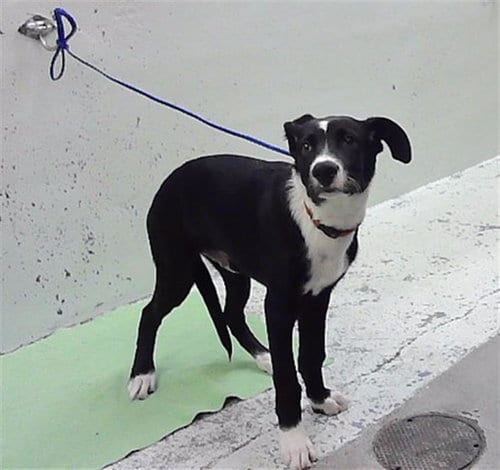 Photo of Buddy, adoptable Border Collie in Houston, Texas
