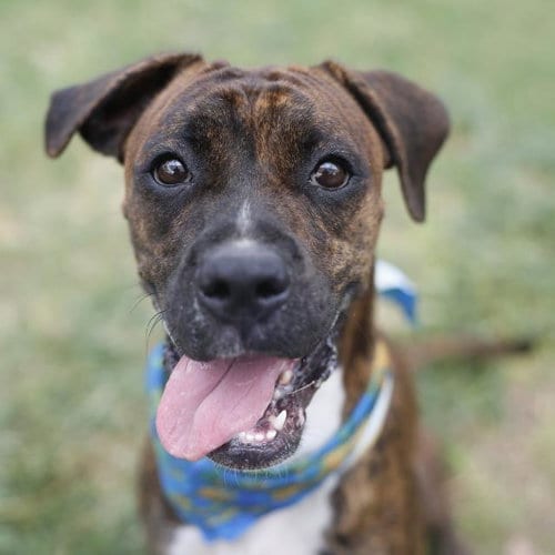 Photo of Lane, adoptable Boxer in San Antonio, Texas