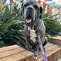 Photo of Zen, adoptable Neapolitan Mastiff Mastiff in Beverly Hills, California